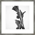 Pink Iris In Monochrome #1 Framed Print