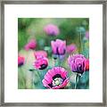 Pink Poppies #1 Framed Print