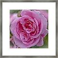 Pink Rose #1 Framed Print