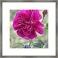 Pink Rose #2 Framed Print