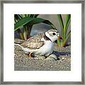 Piping Plover Charadrius Melodus Framed Print