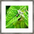 Poha Berry Beetle #1 Framed Print