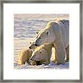 Polar Bear Mother And Cubs #2 Framed Print