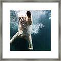 Polarbear In Water Framed Print