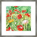 Poppies Framed Print