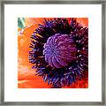 Poppy Framed Print