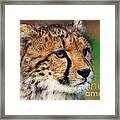 Portrait Of A Cheetah Cub #1 Framed Print