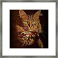 Portrait Of A Tramp Cat #2 Framed Print