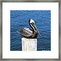 Posing Pelican At Stearns Wharf  #1 Framed Print