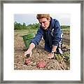 Potato Harvest #1 Framed Print