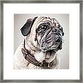 Pug Portrait #1 Framed Print