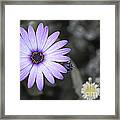 Purple Daisy #1 Framed Print