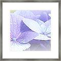 Purple Hydrangea Ii Framed Print