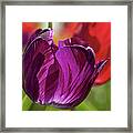 Purple Tulip Macro #1 Framed Print