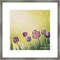 Purple Tulips #1 Framed Print