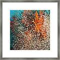 Pygmy Sweepers And Gorgonian Sea Fans #1 Framed Print