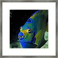 Queen Angelfish #1 Framed Print