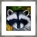 Raccoon Framed Print