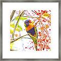 Rainbow Lorikeet In Flame Tree #1 Framed Print