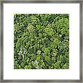 Rainforest Canopy Yasuni Ecuador #1 Framed Print