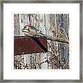 Red-bellied Woodpecker Feeding #1 Framed Print