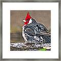 Red-capped Cardinal #1 Framed Print
