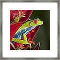 Red Eyed Tree Frog 2 Framed Print