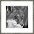 Red Fox  #1 Framed Print