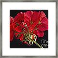 Red Geranium In Progress #1 Framed Print