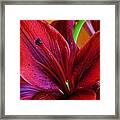Red Lily #1 Framed Print