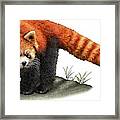 Red Panda #1 Framed Print