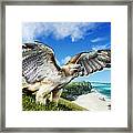 Red-tailed Hawk #1 Framed Print
