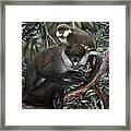 Red-tailed Monkey Cercopithecus Ascanius #1 Framed Print