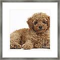 Red Toy Poodle Puppy #1 Framed Print