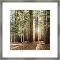 Redwood Forest #1 Framed Print