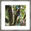 Resplendent Quetzal Male Costa Rica Framed Print