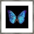 Rhetenor Blue Morpho Butterfly #1 Framed Print