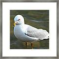 Ring Billed Gull #1 Framed Print