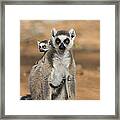 Ring-tailed Lemur And Baby Madagascar #1 Framed Print