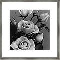 Roses #1 Framed Print