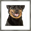 Rottweiler Dog #1 Framed Print