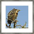Rueppells Vulture #1 Framed Print