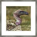 Ruppells Vulture #1 Framed Print