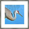 Sandhill Crane #1 Framed Print