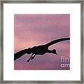 Sandhill Crane #3 Framed Print