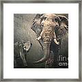 Save The Elephants Framed Print
