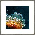 Sea Life #1 Framed Print