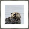 Sea Otter Alaska Framed Print