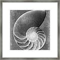 Sea Shell X-ray Art #1 Framed Print