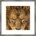 Serious Lion #1 Framed Print